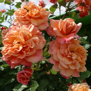 Roza - Vrtnica plezalka